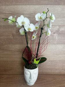 phalaenopsis con cerámica de buda.