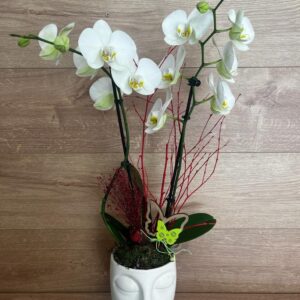 phalaenopsis con cerámica de buda.